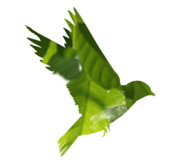 Green bird