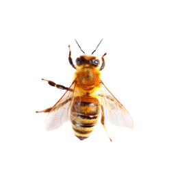 Fly
