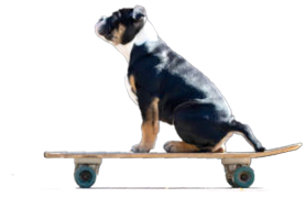 Skateboard dog