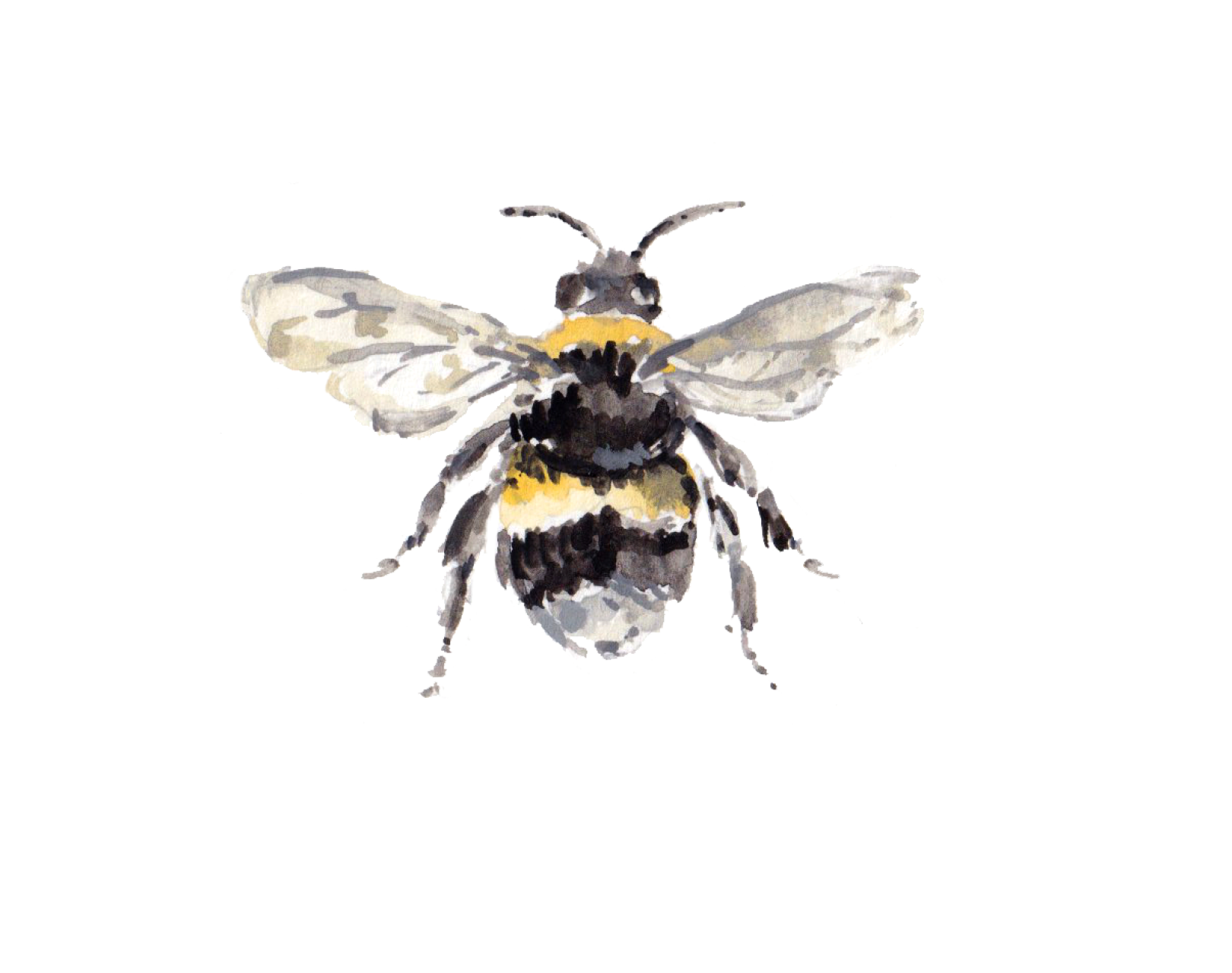 Bee by Rose Jocham