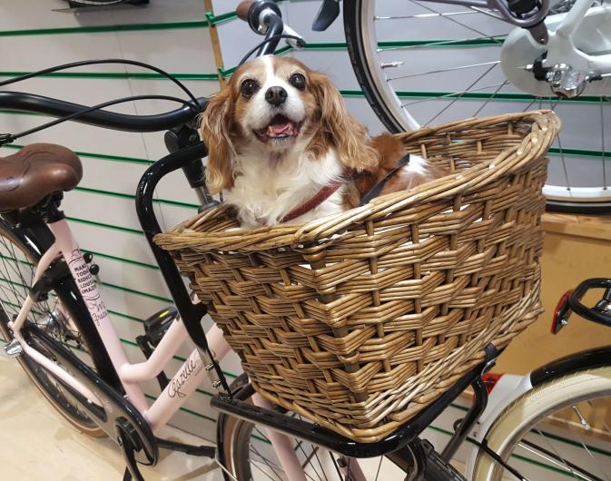 Dog in Bike Basket