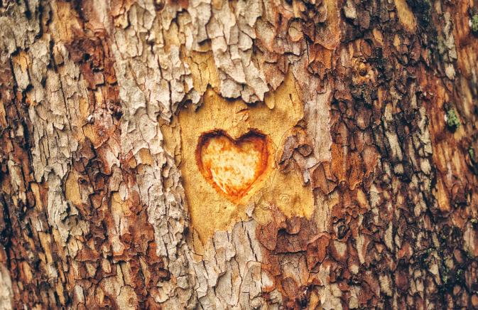 Treehouse Chooses Love 