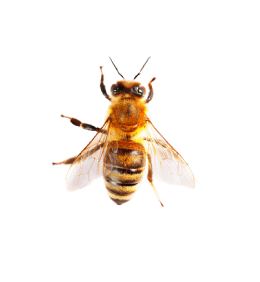 Fly