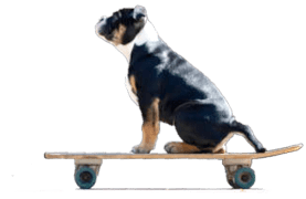 Skateboard dog
