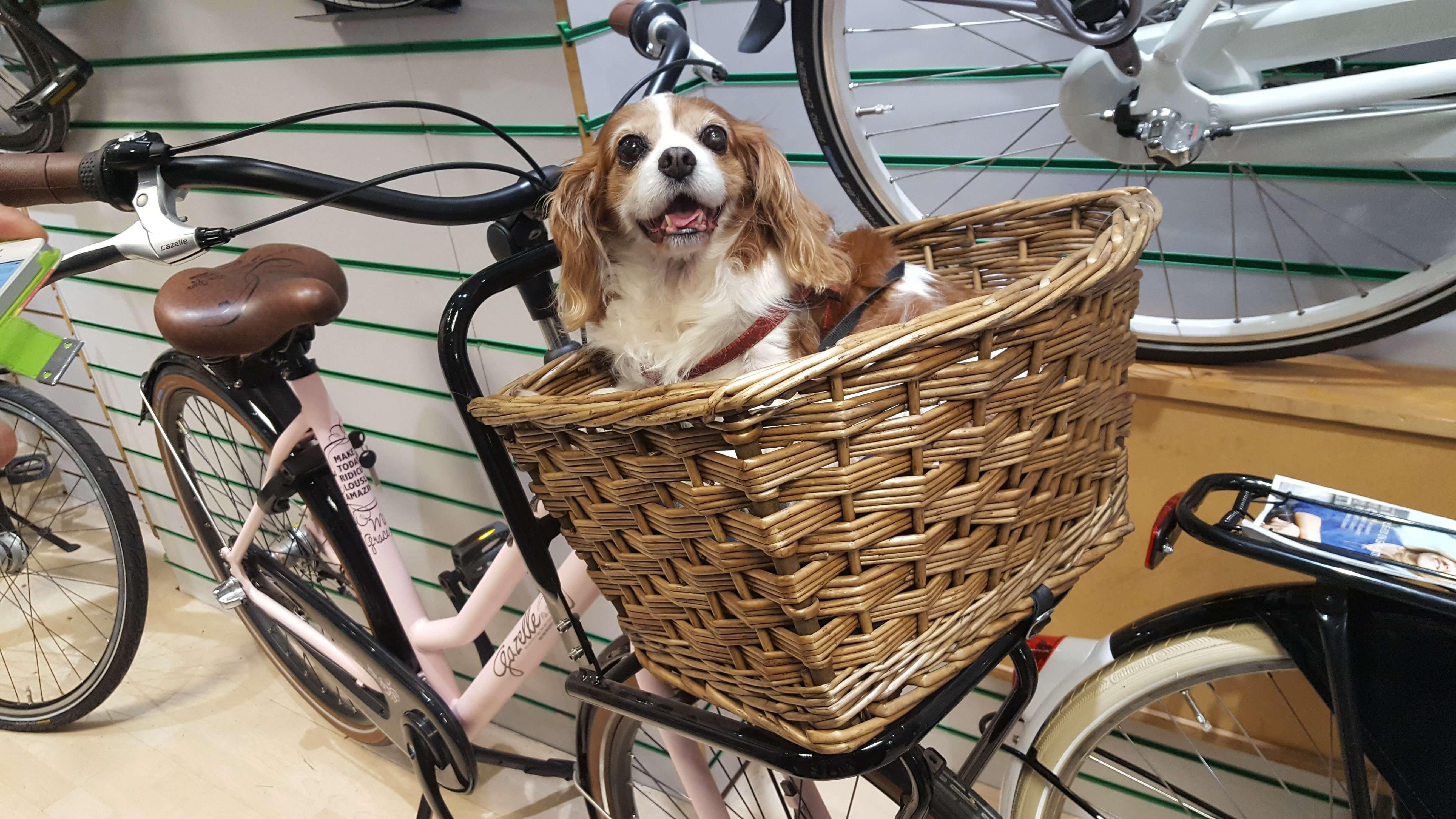 Dog in Bike Basket