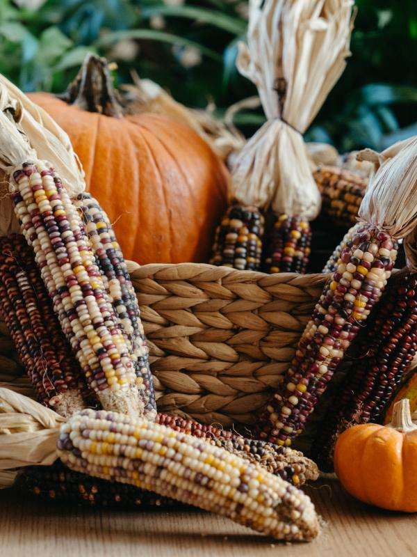 Harvest