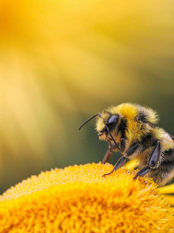 Bee