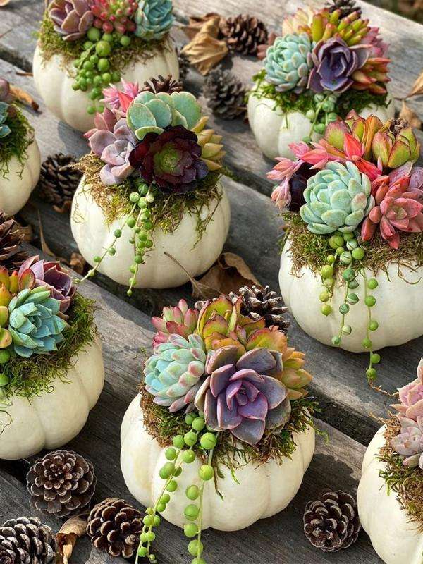 Pumpkin Succulent