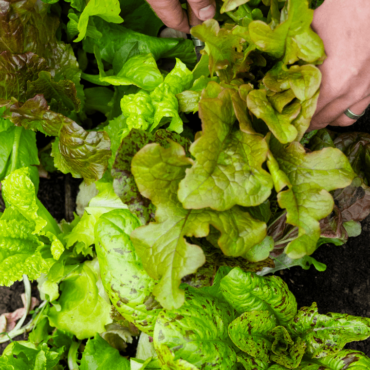 Platt Fields Green House