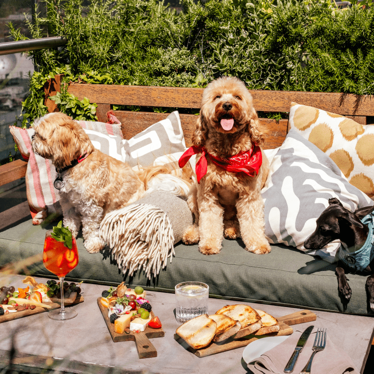 dogs sitting on a bench on the roof