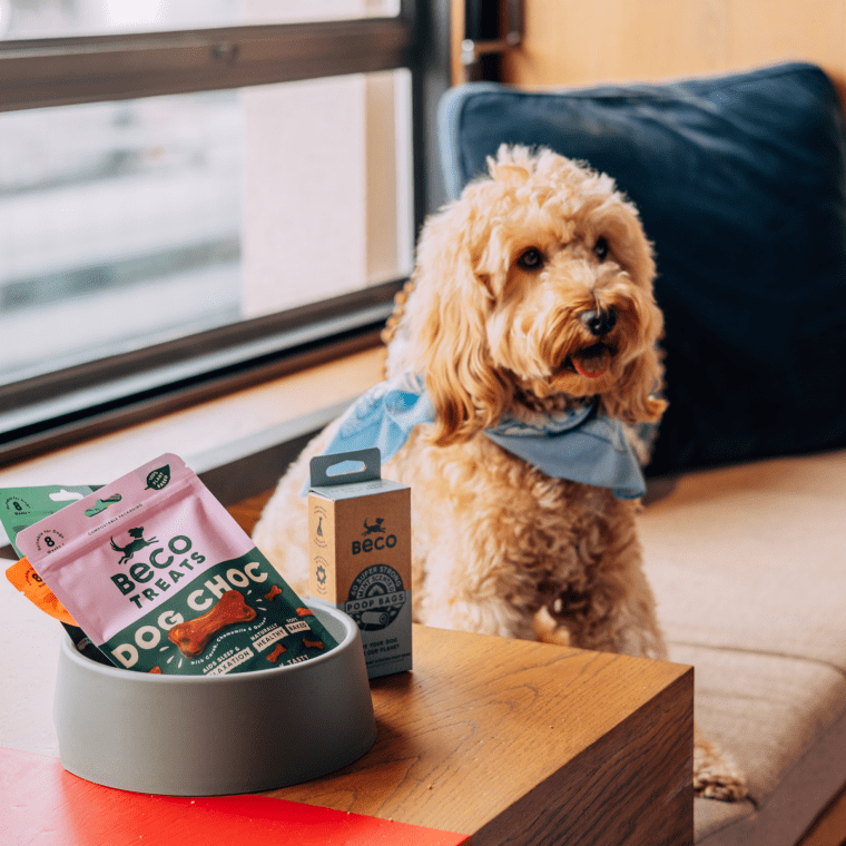 A golden doodle puppy sitting in a bench by the window next to a dog bowl with treats inside