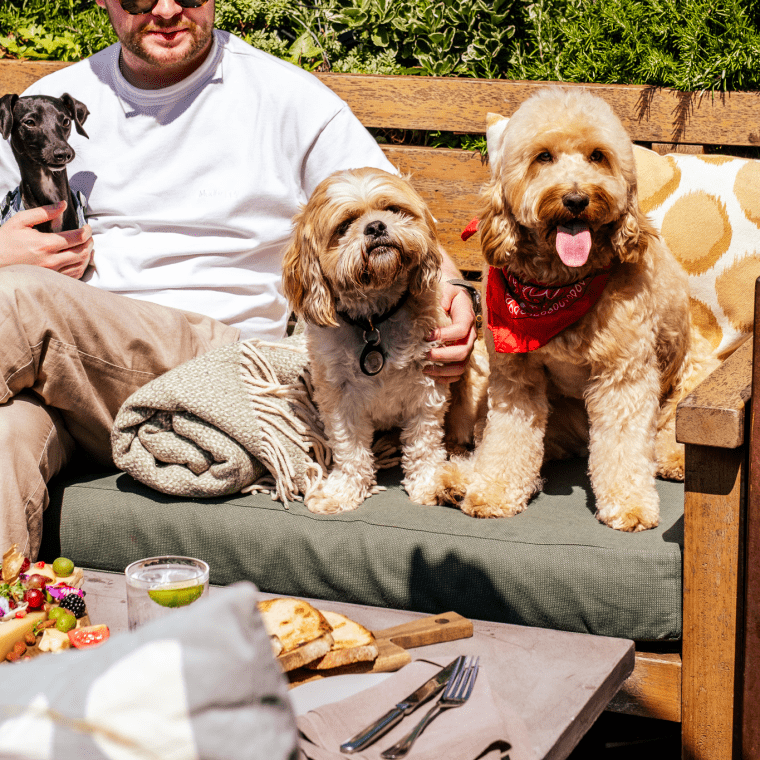 a man sitting at an outside restaurant on the roof with three dogs