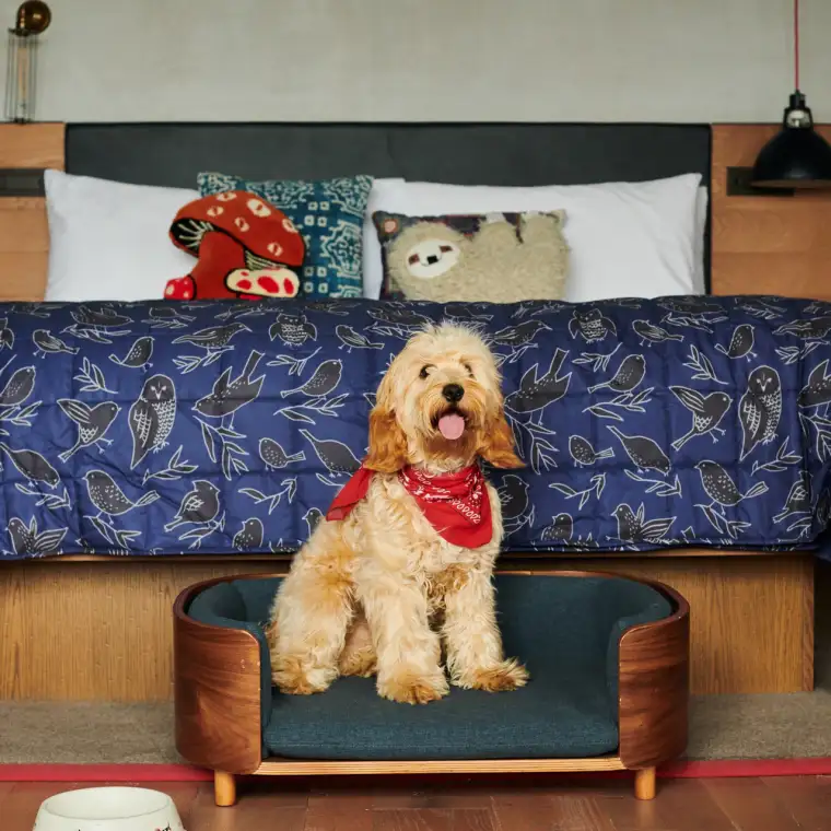treehousehotels whith dog