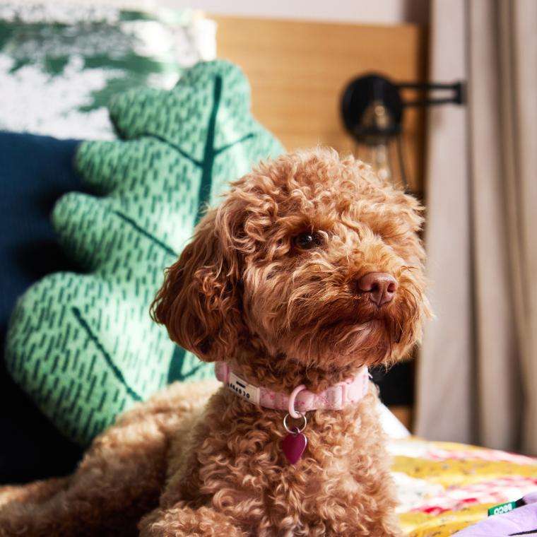 Dog in room