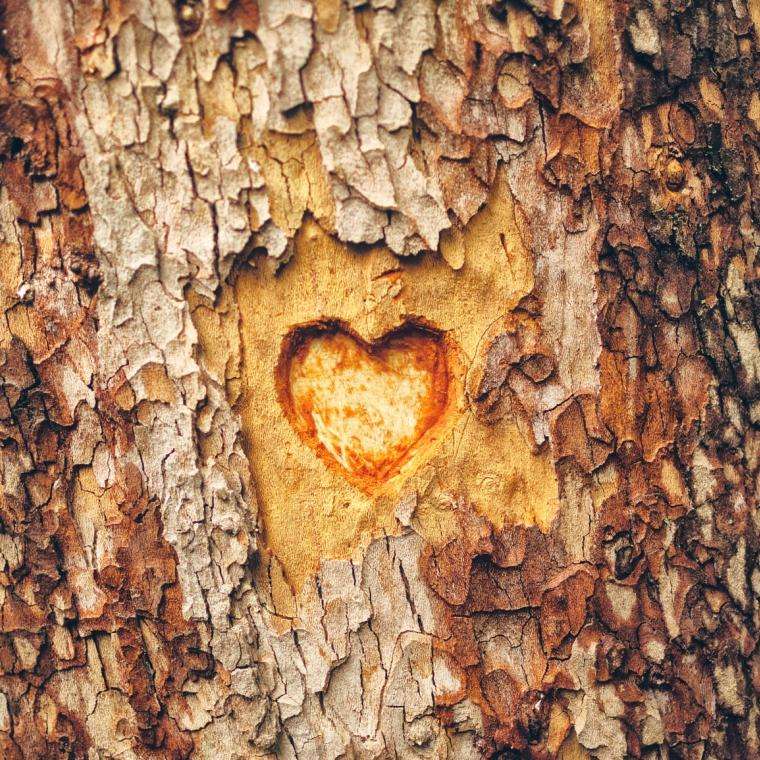 a heart carved into a tree