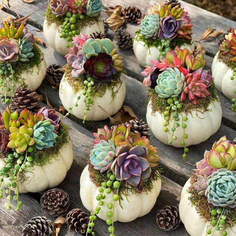 Pumpkin Succulent