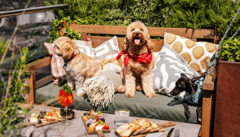 dogs sitting on a bench on the roof