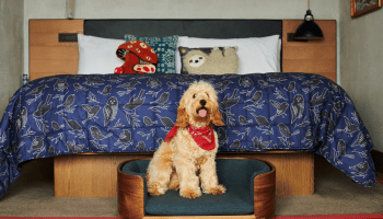 A dog sitting on a dog bed at the foot of the hotel bed