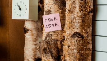 A birch tree with a sticky note that reads "Tree Love"