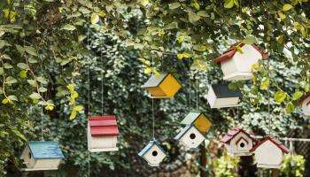 various birdhouses hanging from a tree
