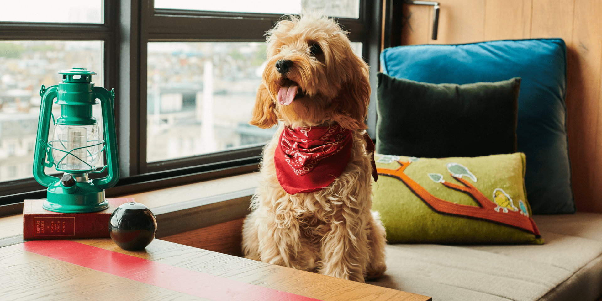golden doodle puppy sitting on a bench by the window