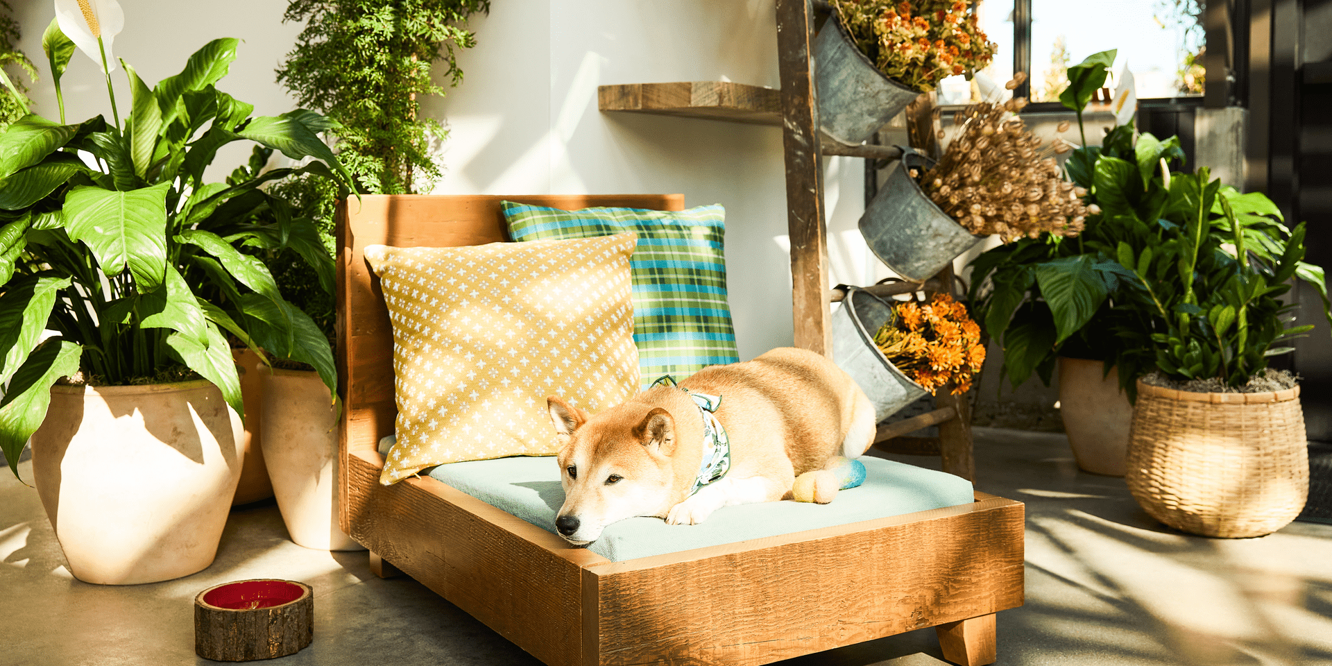 Dog