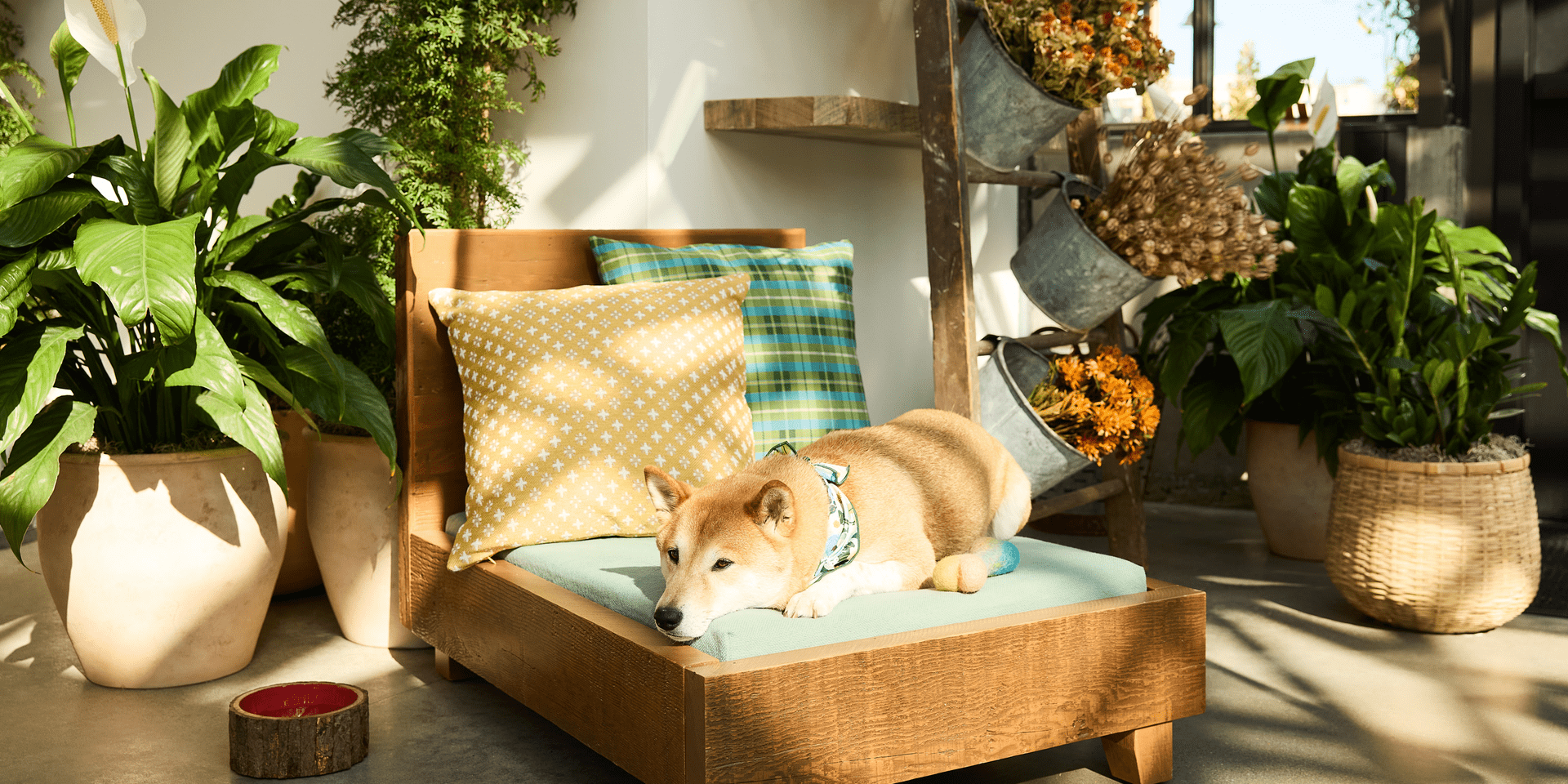 TREEHOUSE COMMONS DOG