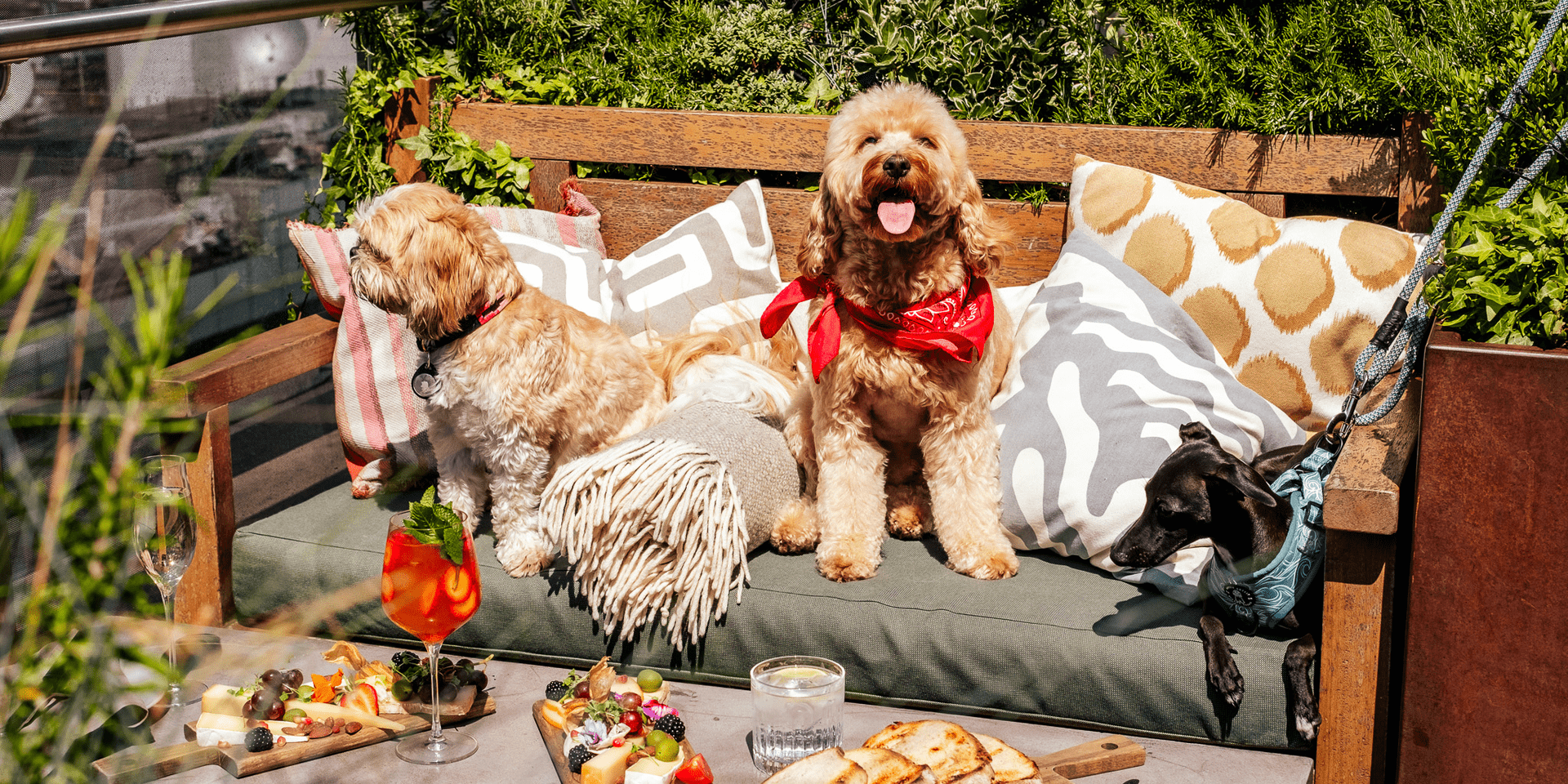 dogs sitting on a bench on the roof