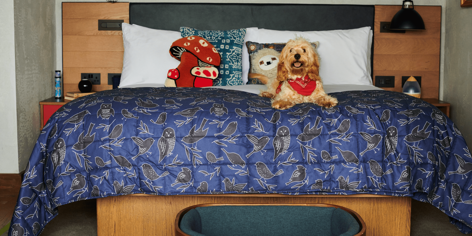 A golden doodle sitting on a bed