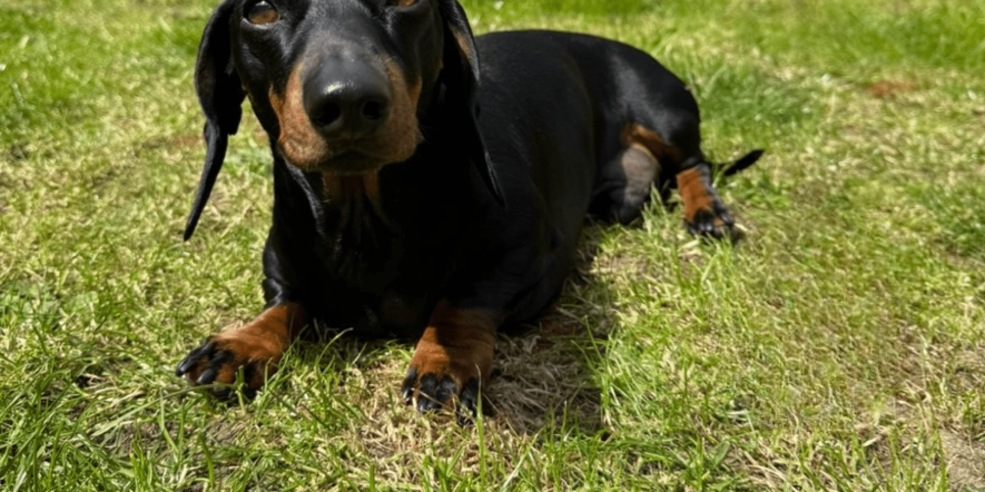 a black and brown dachshund sitting on a lawn