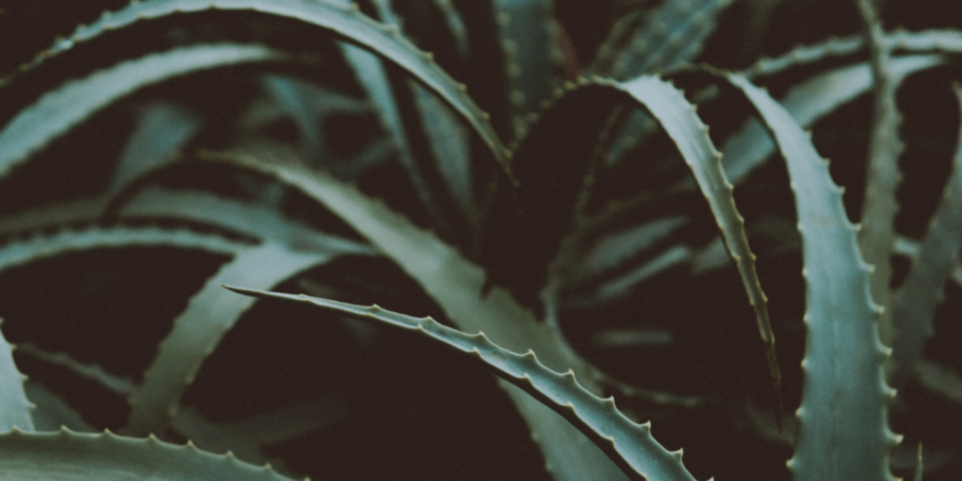 close up of a green plant