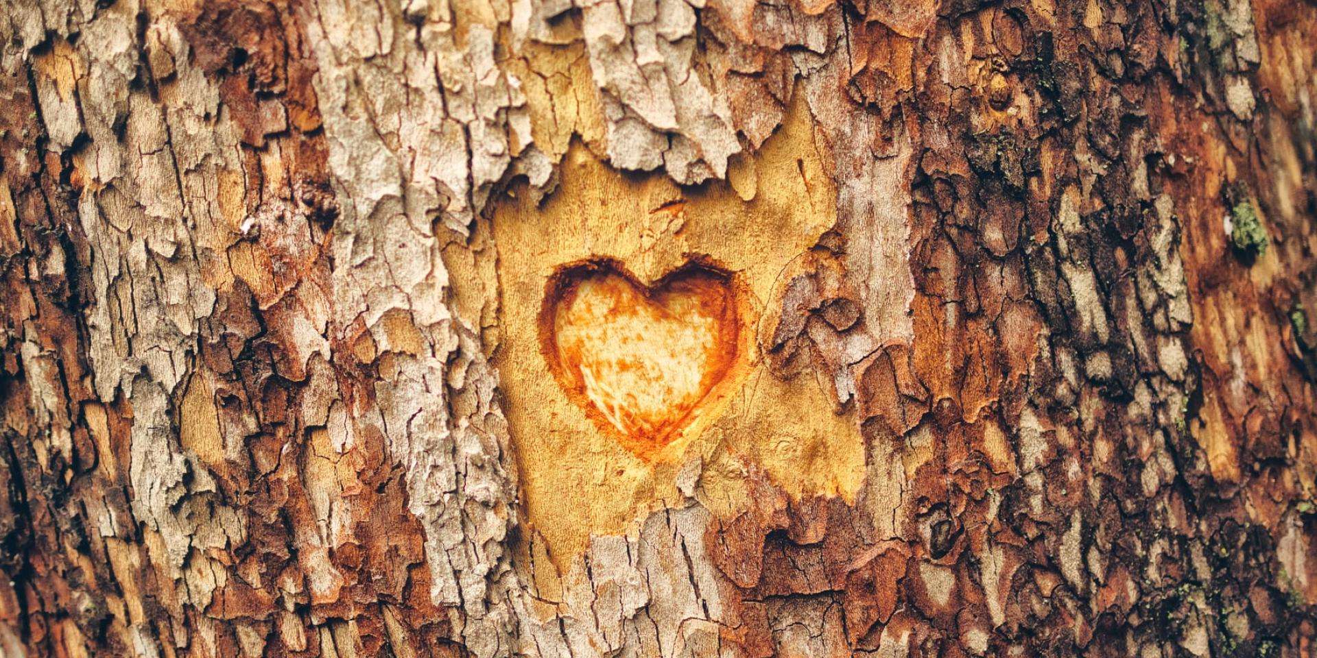 A heart carves into a trees bark