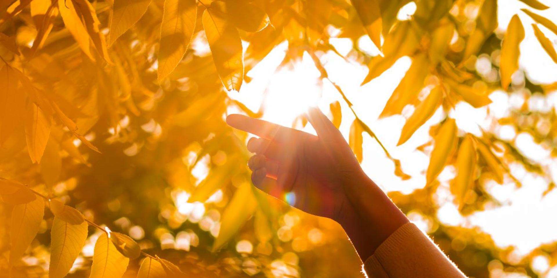 A hand in a tree with orange and golden leaves